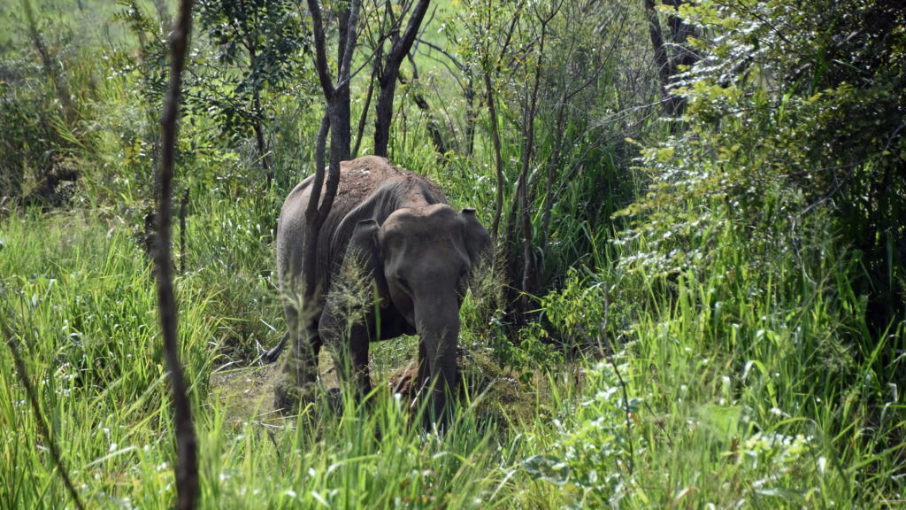 elephant sri lanka aloka sanna