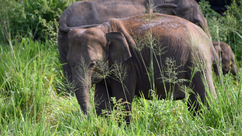 elephant sri lanka aloka sanna