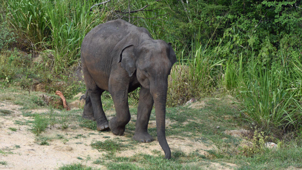 elephant sri lanka aloka sanna