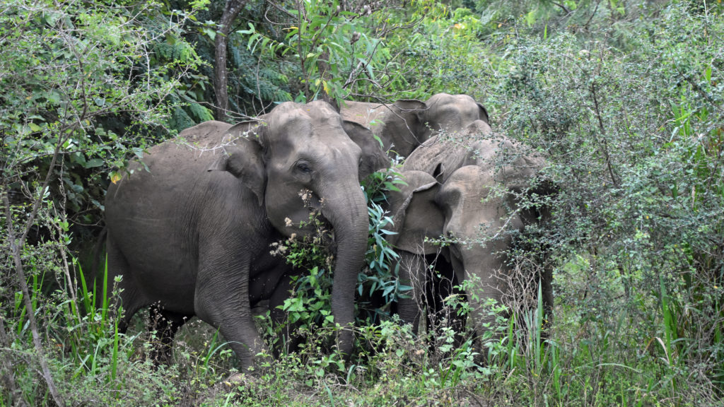 groupe elephants sri lanka aloka sanna